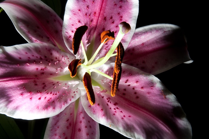 Série fleur de lys