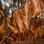 Feuilles d'hivers