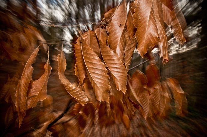 Feuilles d'hivers