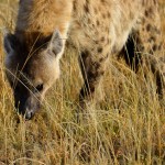 Hyène - Tanzanie - Serengeti et Ngorongoro