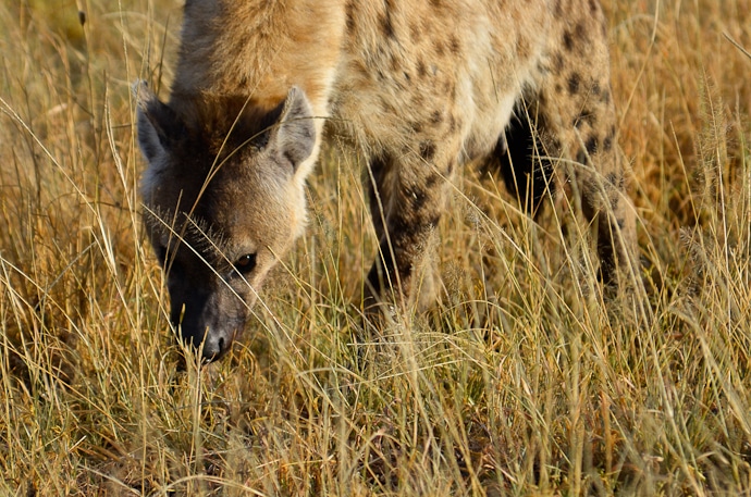 Hyène - Tanzanie - Serengeti et Ngorongoro