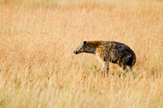 Hyène - Tanzanie - Serengeti et Ngorongoro