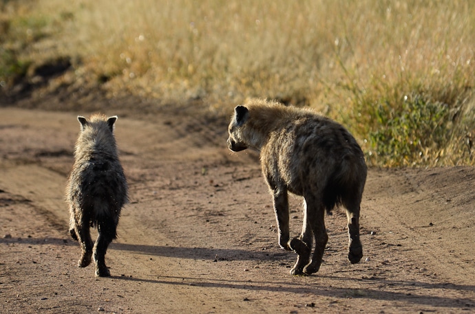 Hyènes - Tanzanie - Serengeti et Ngorongoro
