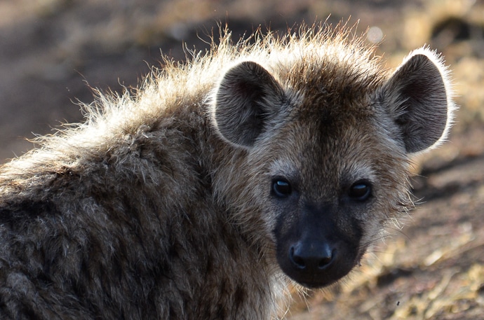 Hyène - Tanzanie - Serengeti et Ngorongoro