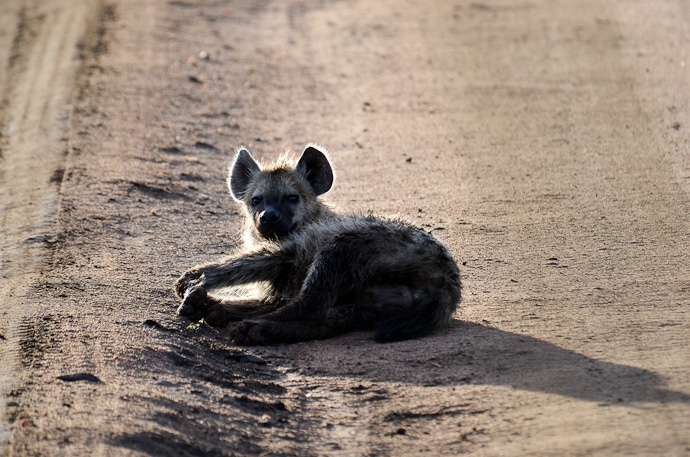 Hyène - Tanzanie - Serengeti et Ngorongoro