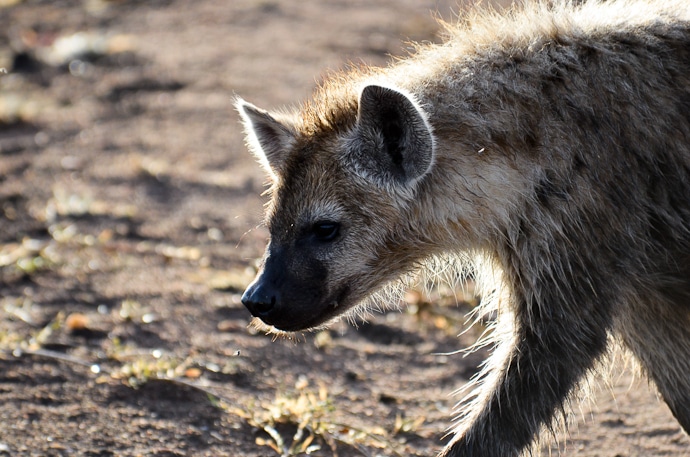 Hyène - Tanzanie - Serengeti et Ngorongoro