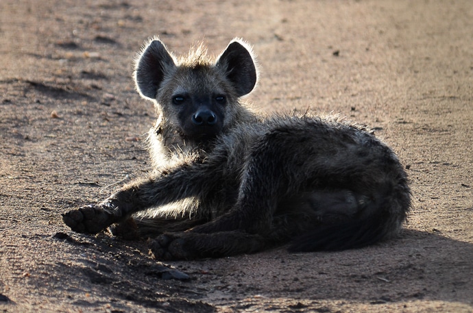 Hyène - Tanzanie - Serengeti et Ngorongoro