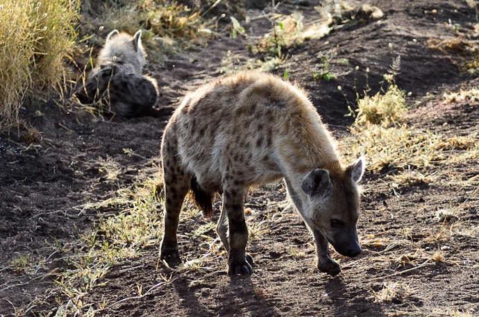 Hyène - Tanzanie - Serengeti et Ngorongoro