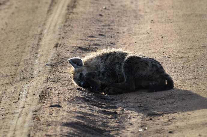 Hyène - Tanzanie - Serengeti et Ngorongoro