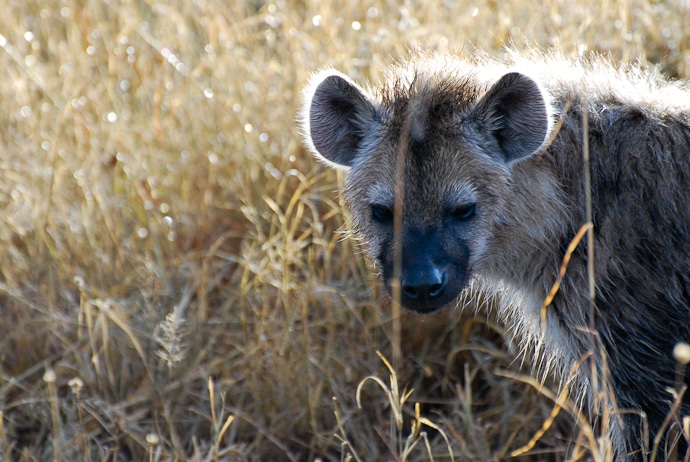 Hyène - Tanzanie - Serengeti et Ngorongoro