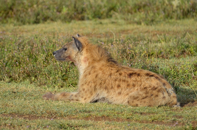 Hyène - Tanzanie - Serengeti et Ngorongoro