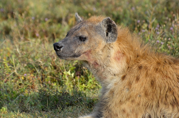 Hyène - Tanzanie - Serengeti et Ngorongoro