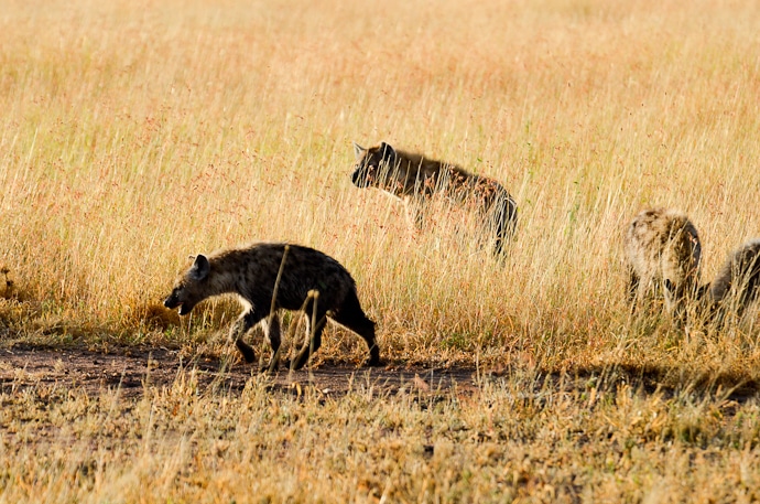 Hyènes - Tanzanie - Serengeti et Ngorongoro