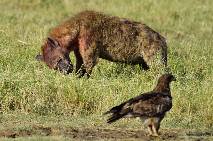 Hyène - Tanzanie - Serengeti et Ngorongoro