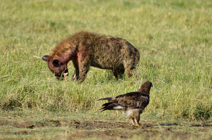 Repas d'une hyène dans le parc du Ngorongoro