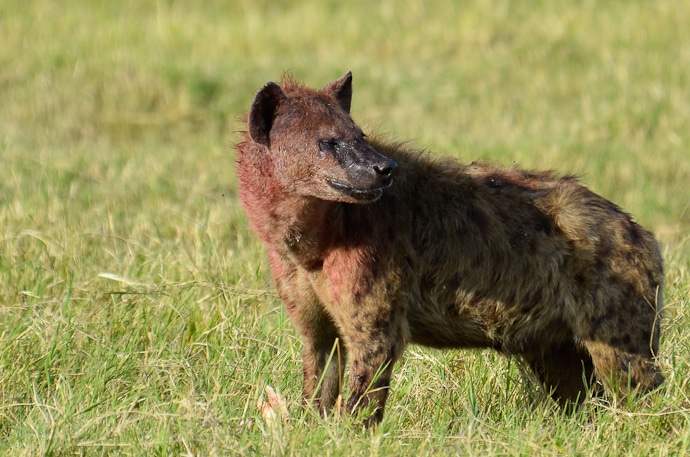Repas d'une hyène dans le parc du Ngorongoro