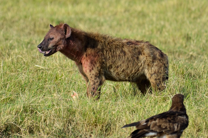 Repas d'une hyène dans le parc du Ngorongoro