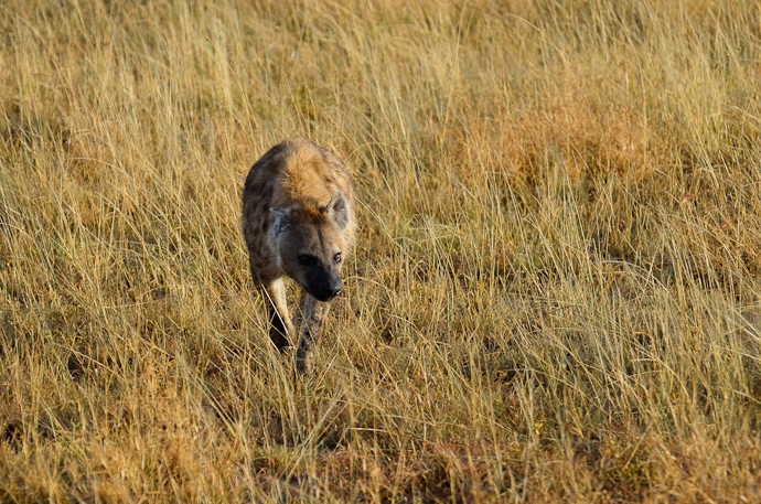 Hyènes - Tanzanie - Serengeti et Ngorongoro