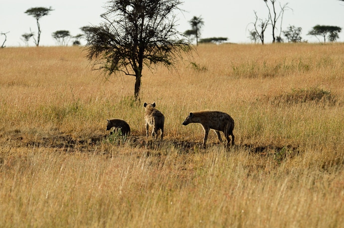 Hyènes - Tanzanie - Serengeti et Ngorongoro