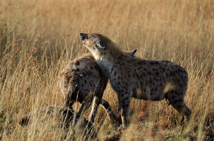 Hyènes - Tanzanie - Serengeti et Ngorongoro