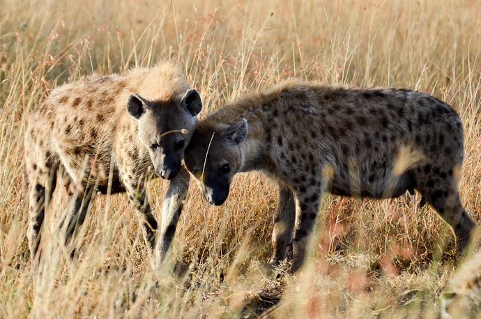 Hyènes - Tanzanie - Serengeti et Ngorongoro