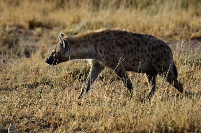 Hyène - Tanzanie - Serengeti et Ngorongoro