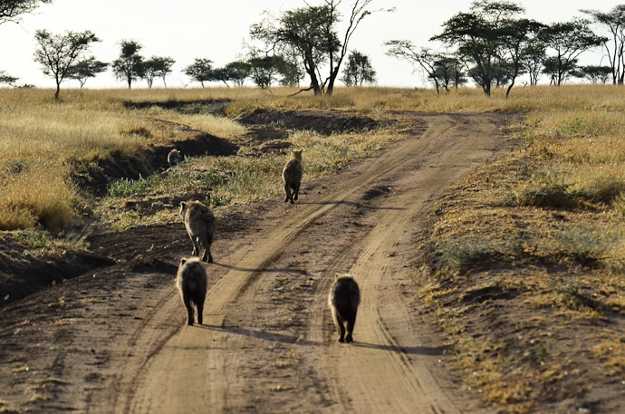 Hyènes - Tanzanie - Serengeti et Ngorongoro