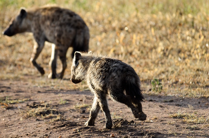 Hyènes - Tanzanie - Serengeti et Ngorongoro