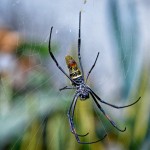 Araignée à toile géante : Nephila Comorana