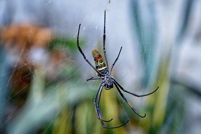 Araignée à toile géante : Nephila Comorana