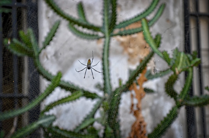 Araignée à toile géante : Nephila Comorana