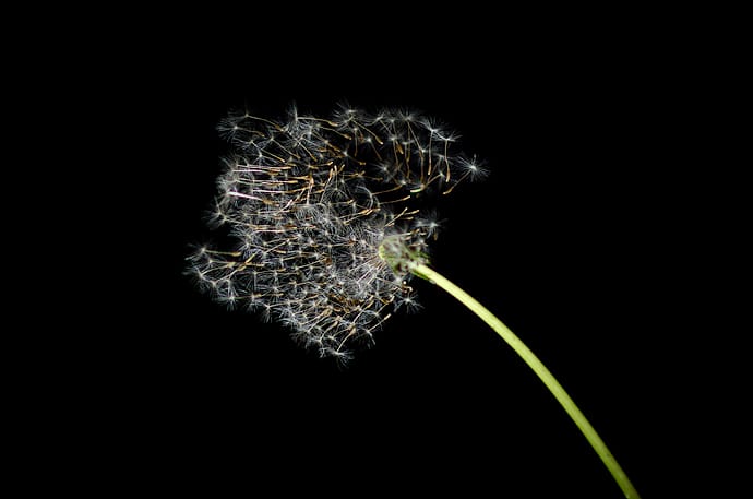Fleur de pissenlit