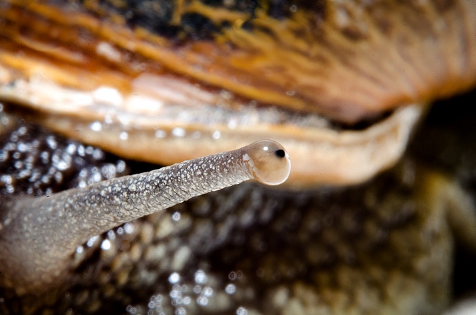 Antenne d'escargot.