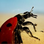 Coccinelle dans le sable