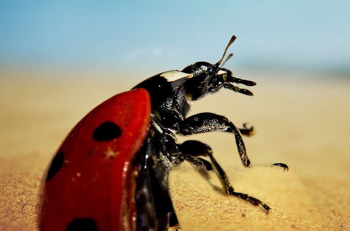 Coccinelle dans le sable