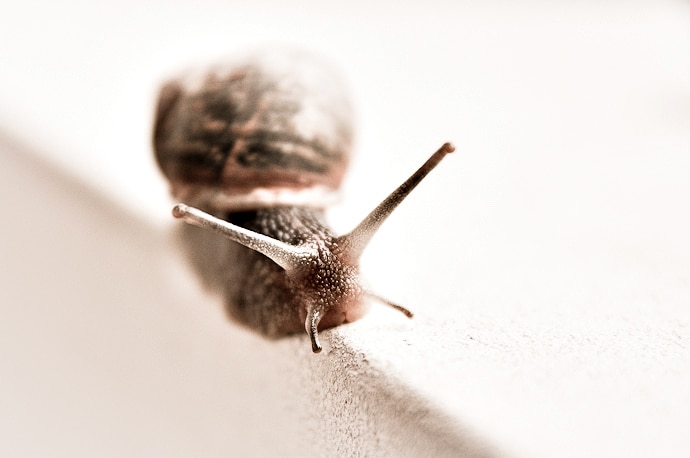 escargot macro