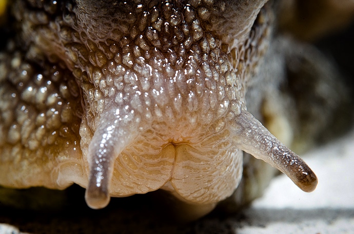 Macro escargot