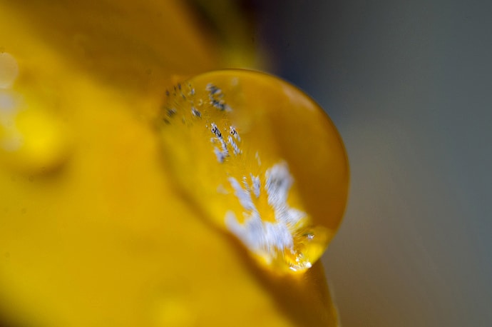 Fleur et gouttes d'eau