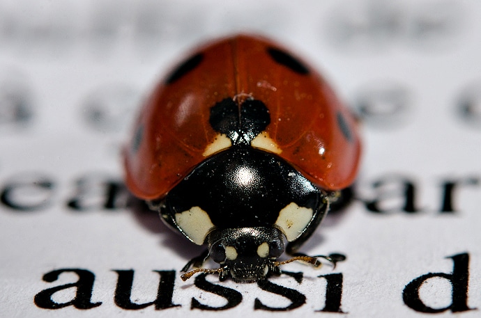 Coccinelle