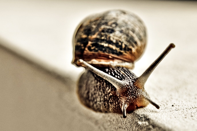 slow snail