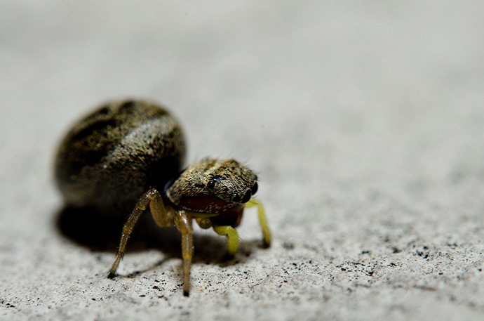 Une araignée de 3 millimètres