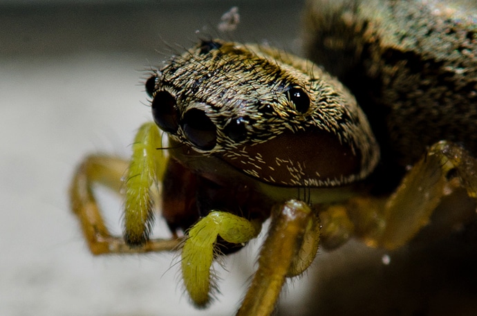 Cette araignée n'est pas une mygale !