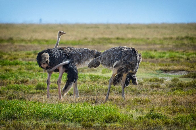 Danse des autruches de Tanzanie