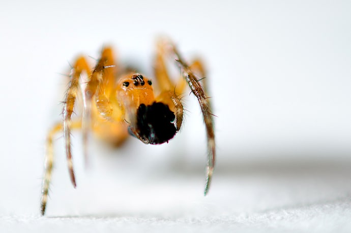 Garden spider