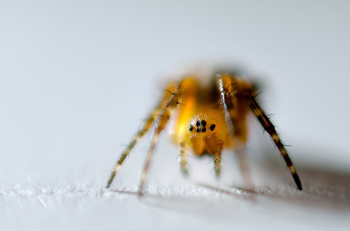 Macro araignée