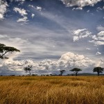 Paysage de Tanzanie, parc du Serengeti