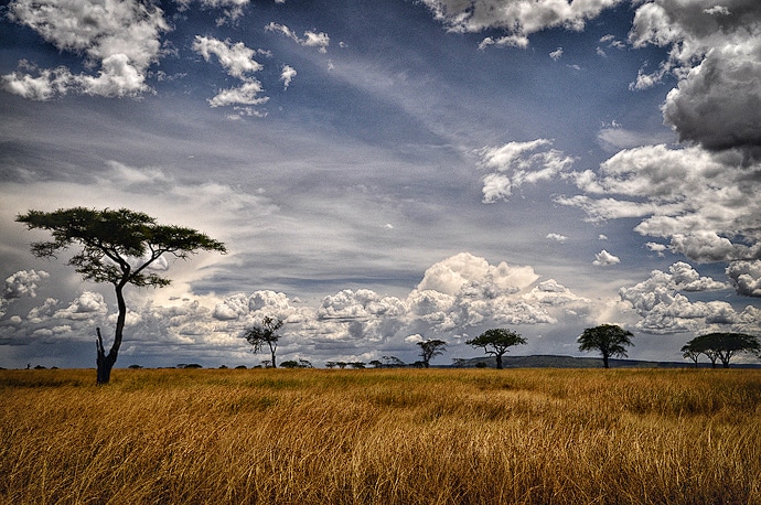 Paysage de Tanzanie, parc du Serengeti