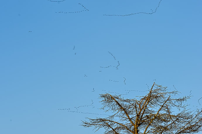 Migration des grues cendrées