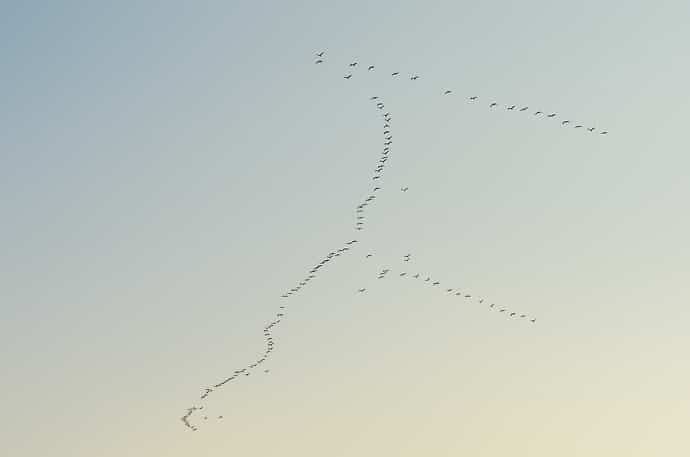 Migration des grues cendrées