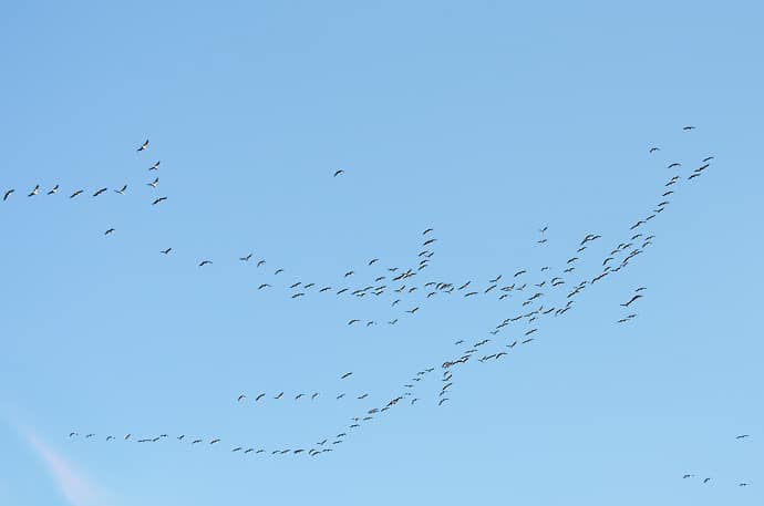 Migration des grues cendrées